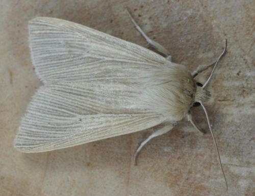 Réf. 265 525 : Mythimna pallens